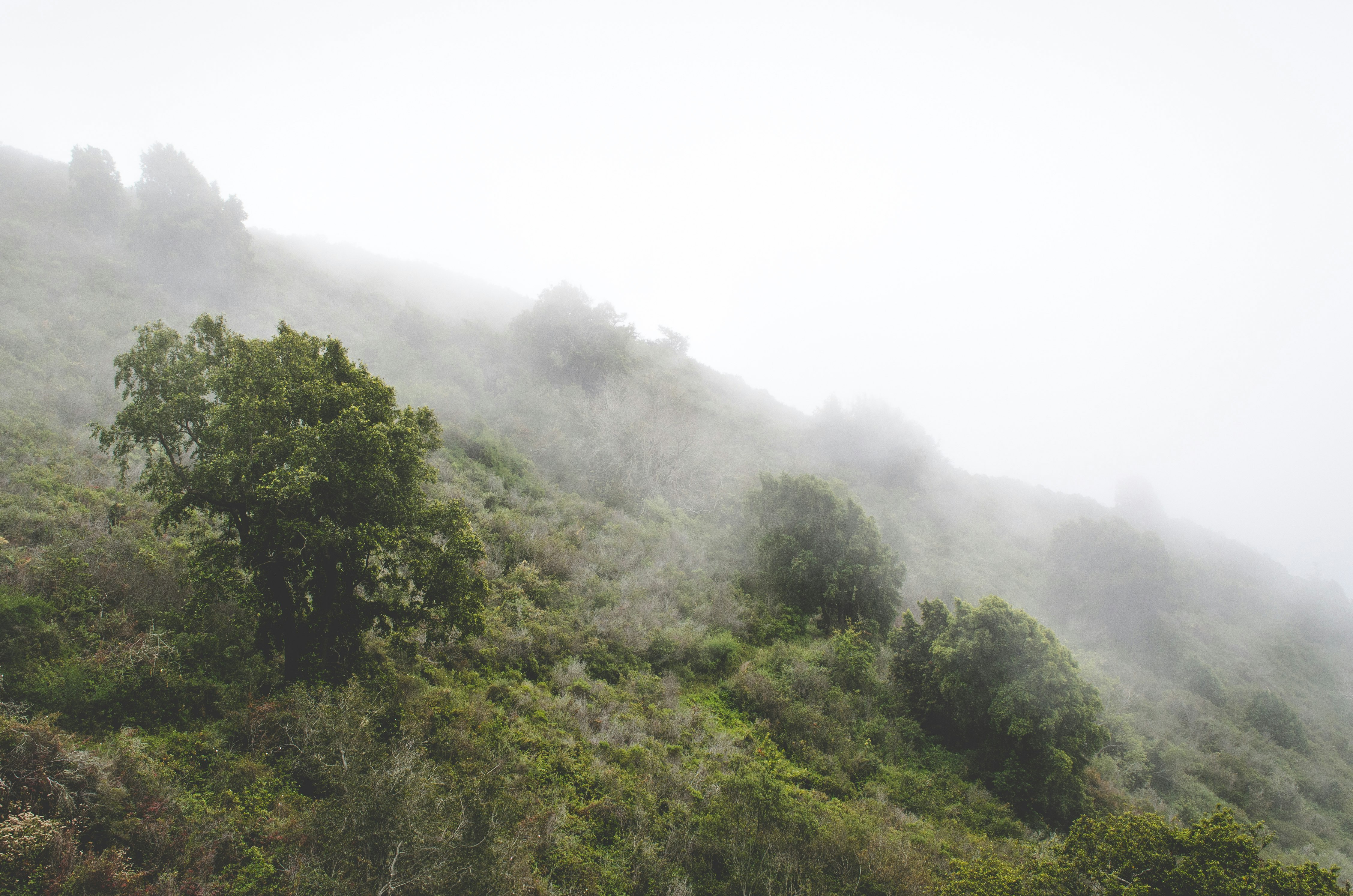 aerial photography of foggy forest